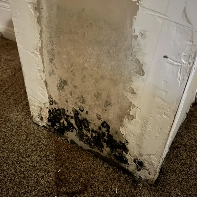 Professional Mold Removal in Bensenville, IL